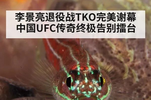 李景亮退役战TKO完美谢幕 中国UFC传奇终极告别擂台